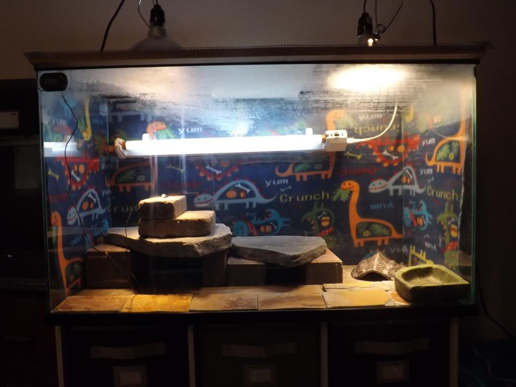 UV Light Too Close? • Bearded Dragon . org